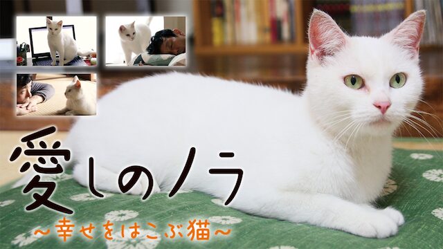 映画｜愛しのノラ ～幸せをはこぶ猫～の動画をフルで無料視聴できる配信サイト