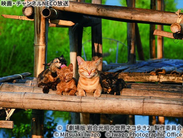 (C) 「劇場版 岩合光昭の世界ネコ歩き2」製作委員会 (C) Mitsuaki Iwago (C) Iwago Photographic Office