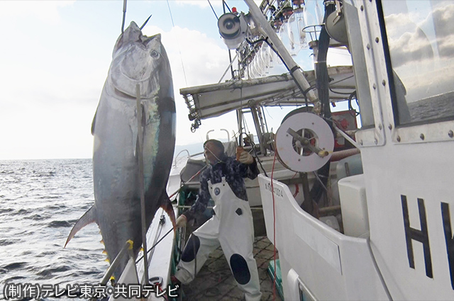 洋上の激闘！巨大マグロ戦争２０２５